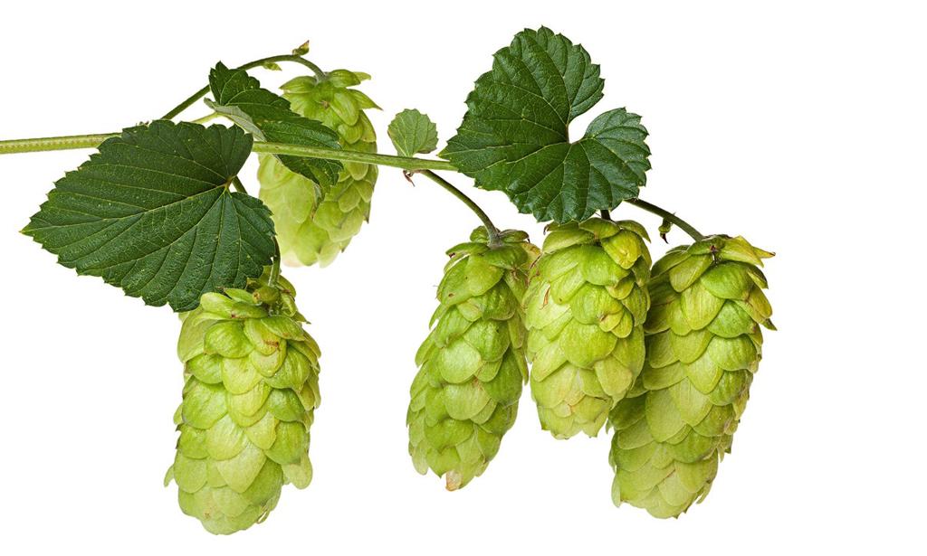 Hops Extract Hops extract is often used in supplement form as a fat burner.