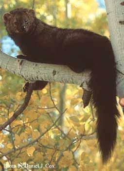 Fishers in Rhode Island Description: The fisher (Martes pennanti), or fisher cat as it is commonly referred to is a carnivore that is a member of the Mustelidae family, which also includes