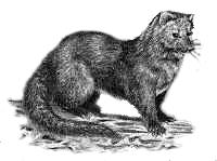 The name fisher may have originated from the French word fitchet, fitche or fitchew used to describe the European polecat that has similar characteristics to the fisher.