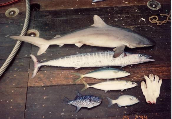 Photographic identification guide for non-target fish species taken in WCPO purse seine fisheries Siosifa Fukofuka Secretariat of the Pacific Community Oceanic