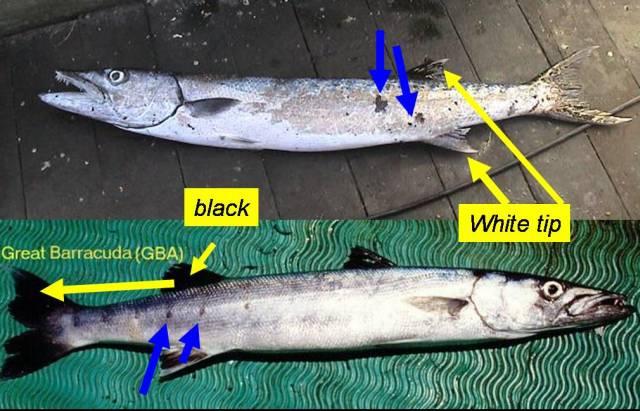 GREAT BARACUDA Sphyraena barracuda FAO CODE: GBA 16 Lower jaw extends in front of upper snout Short dark bars on silvery sides, white