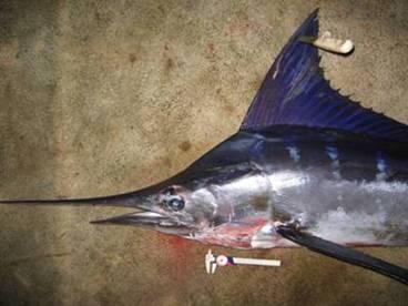 STRIPED MARLIN Tetrapturus audax FAO CODE: MLS 24 Note: striped marlin are extremely very rare in