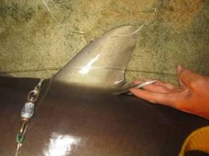 SILKY SHARK Carcharhinus falciformis FAO CODE: FAL Small dorsal