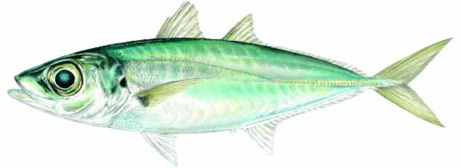 BIGEYE SCAD Selar crumenophthalmus FAO CODE: BIS 9 Body elongate and compressed Body color