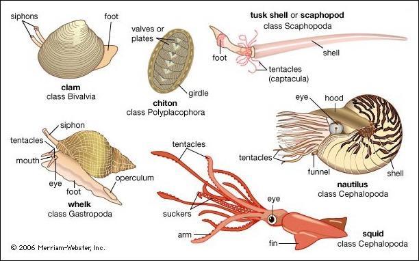 FOOT AND ITS MODIFICATIONS Foot is a characteristic feature of the phylum Mollusca adapted for locomotion, but can take over the function of reproduction, defence and capturing of the prey.