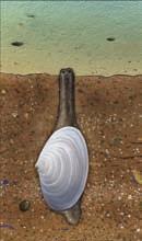 Note the waves of muscle contractions as the snail moves along its mucous trail. Bivalves Most bivalves don t move much, unless they are threatened by a predator.