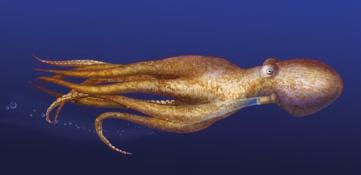 To avoid predators, a cephalopod draws in water through slits in the body wall.