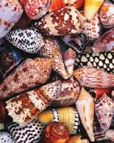 Figure 25.21 Cone snails are prized for their beauty. Ecology of Mollusks Mollusks play important roles in aquatic and terrestrial food chains as herbivores, predators, scavengers, and filter feeders.