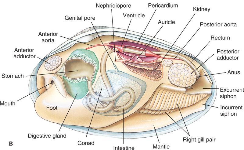 Class Bivalvia Like other mollusks, bivalves have a coelom and an open circulatory system.