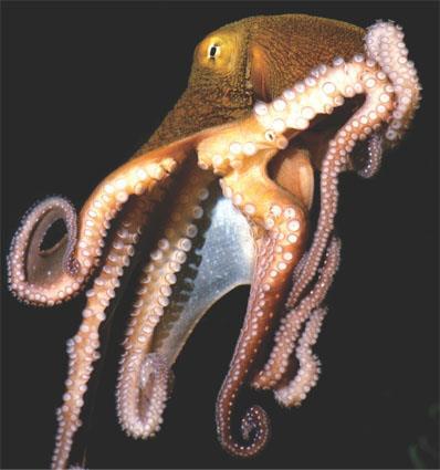 Class Cephalopoda head-footed