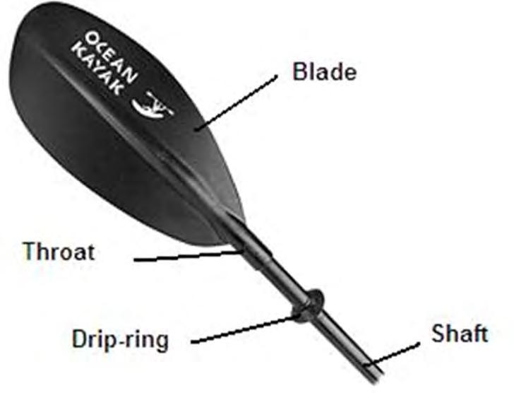 Gear: Kayak Paddles Just like kayaks, paddles can be very