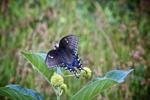 comes a butterfly. Birds have learned to avoid both in their diet. So the Pipevine Swallowtail Butterfly has a special survival protection from its natural bird predators.