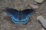 Ironically, we thought we had a photograph of a Pipevine Swallowtail Butterfly but we found that through close examination our images were of Eastern Tiger Swallowtail females, Eastern Black