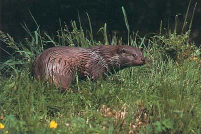 OTTERS, WILDLIFE AND HERITAGE OF SKYE AND RAASAY ( 390 including accommodation with Bed and Breakfast only and ferry cost) 13-18 June 2011 (5 Nights) 8 13 August 2011 (5 nights) Walking about 6-8