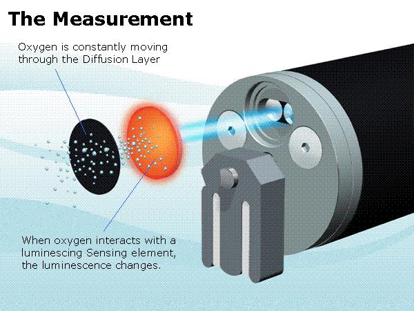 Principles of Operation Section 5 EFFECT OF TEMPERATURE AND SALINITY In terms of the determination of dissolved oxygen in environmental water, the 6150 is similar to standard membrane-covered