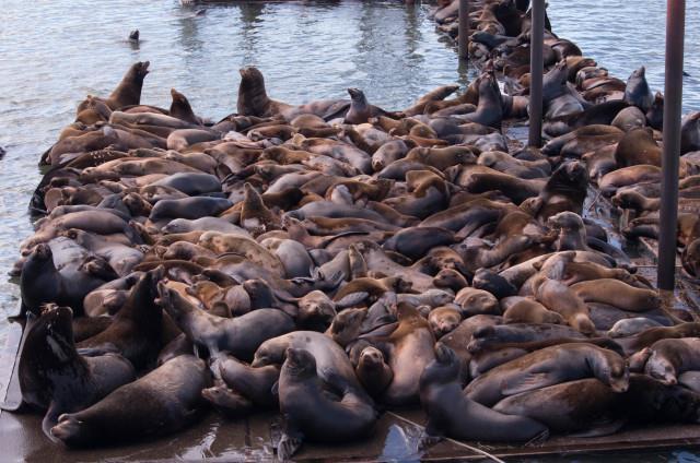 Record numbers of CA sea lions in the Columbia