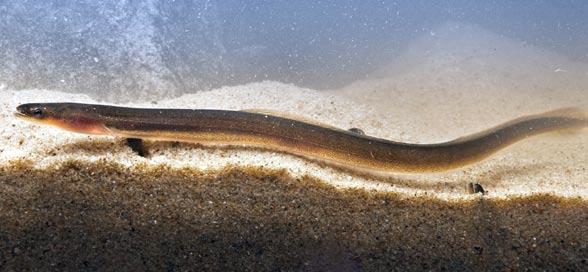 Eels are extremely slimy and squirmy and without the anesthesia, it would be virtually impossible to take a measurement. They are identified as to which stage they are in: elver or glass eel.