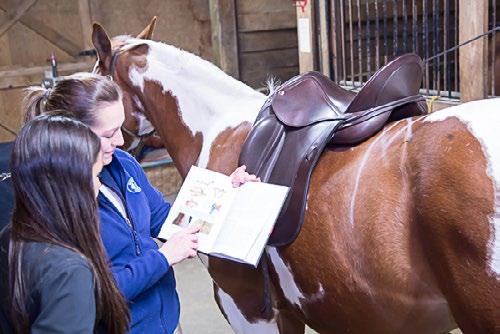 80-Point Saddle Fit Diagnostic Evaluation As proud member of Saddlefit 4 Life (S4L), we are very dedicated in following the S4L philosophy, including the 80-point saddle fit diagnostic evaluation.