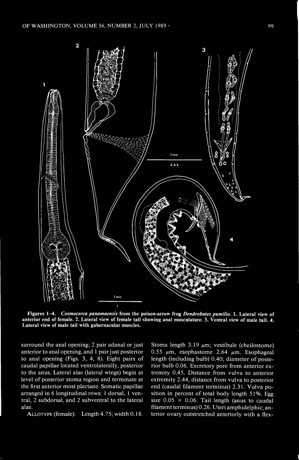 OF WASHINGTON, VOLUME 56, NUMBER 2, JULY 1989 99 Figures 1-4. Cosmocerca panamaensis from the poison-arrow frog Dendrobates pumilio, 1. Lateral view of anterior end of female. 2. Lateral view of female tail showing anal musculature.