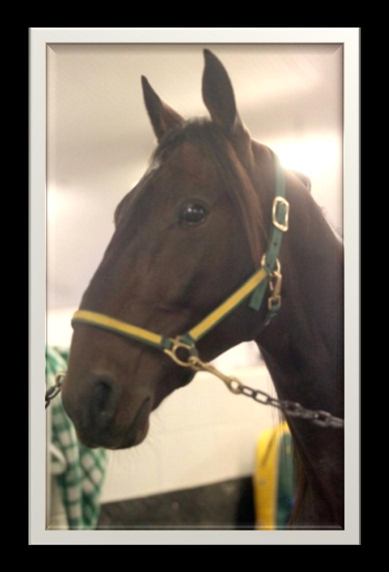 A bay colt, Captive Audience sold for $95,000 as a yearling at the 2011 Standardbred Horse Sale in Harrisburg, PA.