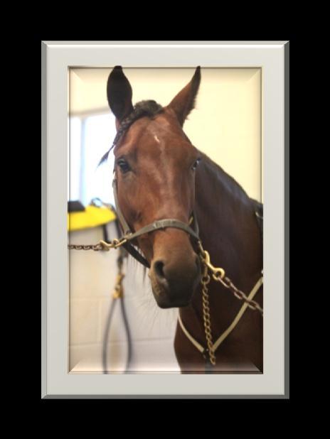 3 at Lexington in a division of the Bluegrass Stakes (was 2 nd placed 1 st when Odds On Equuleus was disqualified for interference. Won a New Jersey Sire Stakes in 1:52 on Aug. 10 at The Meadowlands.