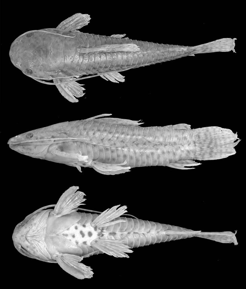 726 COPEIA, 2005, NO. 4 Fig. 2. Holotype of Lepthoplosternum stellatum, MCP 35599, 45.1 mm SL, male, Igarapé Repartimento, tributary of Lago Tefé, 1.