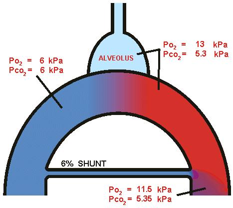 After mild hyperventilation: This overcomes the problem that it is impossible to ventilate the lungs with ambient air at sea level to produce this combination of partial gas pressures (PO 2 = 11.