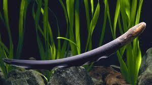 Eels By Kayla What Eels Look Like Eels look like a snake. They can be black, yellow, spots or plain. Their teeth stick out when they open their mouth and are very sharp.