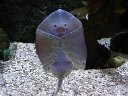 They eat worms, squid, small fish, shrimp, clams and snails. How Stingrays Move Stingrays live in the water so they are good swimmers.