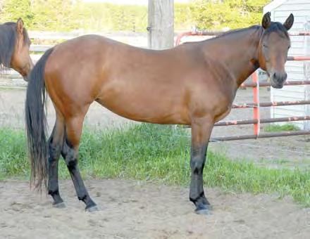 This mare is loaded with dun factor, pretty headed, has a great conformation and is stout. She is broke to ride, but has been a great broodmare for us for quite a few years.