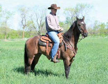 Will have had 3½ months at Paul Griemsman s in team roping training where he has him going on both ends. Search YouTube under lpbostons for roping video of Tex.