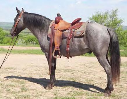 He has done a lot of ranch work. Consigned by D&S Cattle Co. Gary & Ginger DeCock (406) 342-5349 94 WOODY Woody is a very nice and good-looking pony. Clay started Woody and he is coming along nicely.