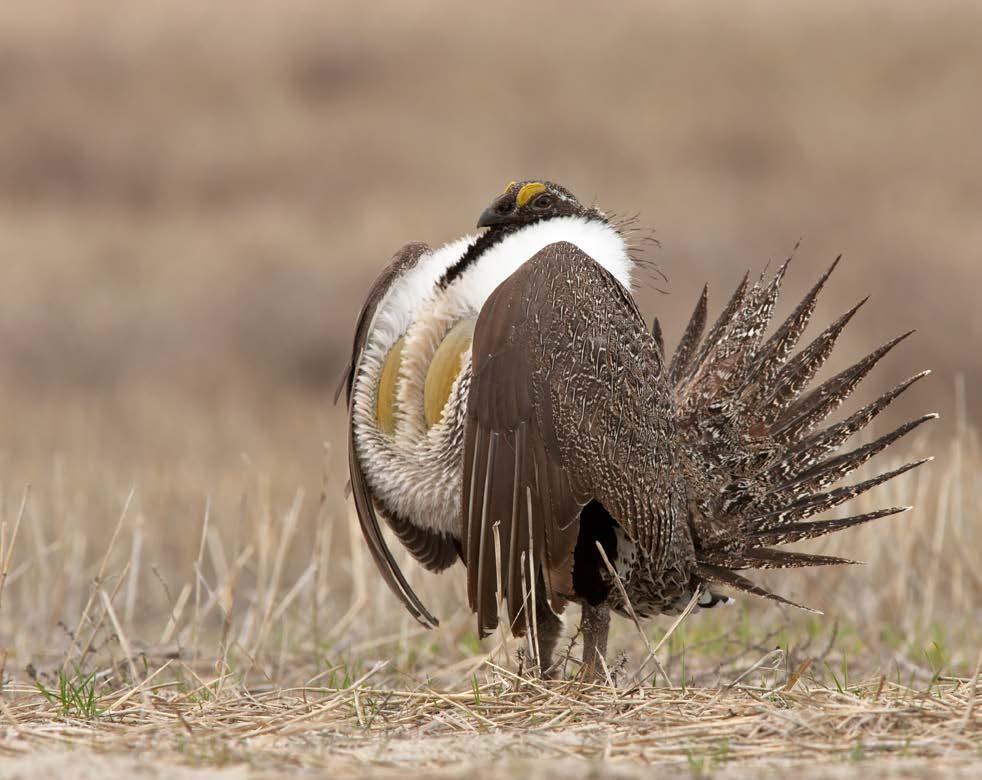 FEDERAL AND STATE PLANS UNDER ATTACK SAGE-GROUSE PLANS NEED TIME TO WORK By John Bradley MWF Eastern Field Rep.