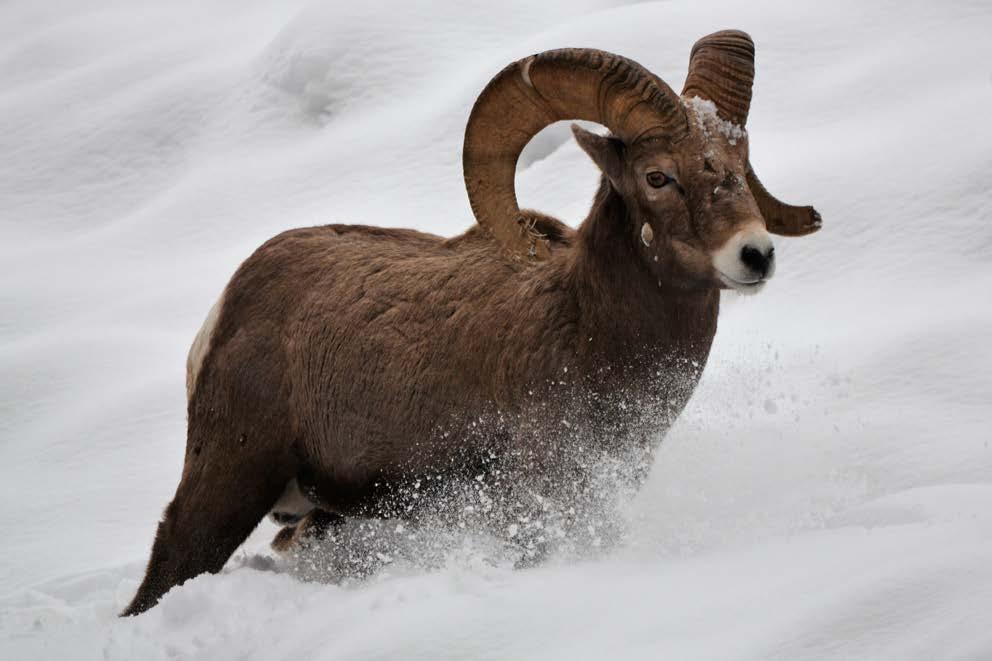 6 SPRING 2017 MWF LEADS MONTANA SPORTING COALITION BIGHORNS, BIG RISKS: IMPACTS OF PNEUMONIA By David Stalling MWF Western Field Rep. Montana s wild bighorn sheep are in trouble. The primary culprit?