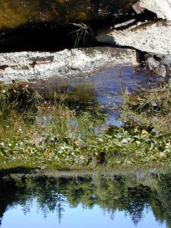 Merriman Creek 7/10/03 Pond/wetland habitat upstream of pipe.