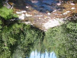 downstream at habitat below the