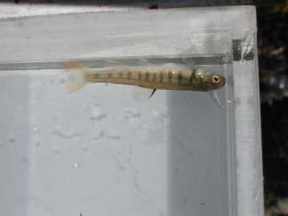Juvenile rainbow trout observed in pool below