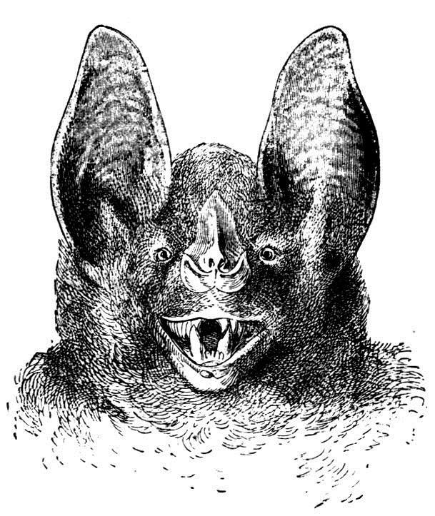 Vampire Bats What Kind of Bats Use Echolocation? Fruit Bats Cut book out as one piece. Fold right flap in. Fold left flap in.
