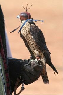 3 of 11 06/12/2016 09:46 Hoodwinked A falcon or hawk was kept calm by using a small hood that covered his eyes before a hunt or during transport.