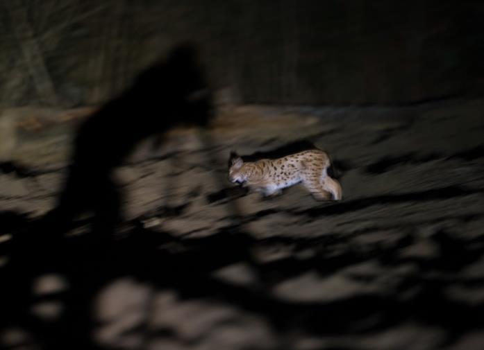 Tour Itinerary Poland s Mammals: In Search of the Eurasian Lynx!