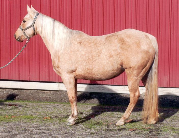 He has had very limited showing and is eligible for all NCHA novice classes for 2013. Royally bred. Not only an arena horse, we have used him on the ranch and he knows what it is to work.