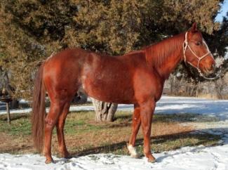 Although he was never shown due to injury, he has produced offspring which have earned in excess of $50,000 in NCHA, NRCHA, NRHA and over 350 AQHA points.