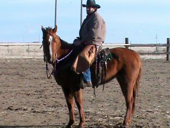 He is a point and go kind of horse, always ready for a job. Been laid off and saddled on cold mornings with no buck. Lopes good circles, knows leads, and a good stop.
