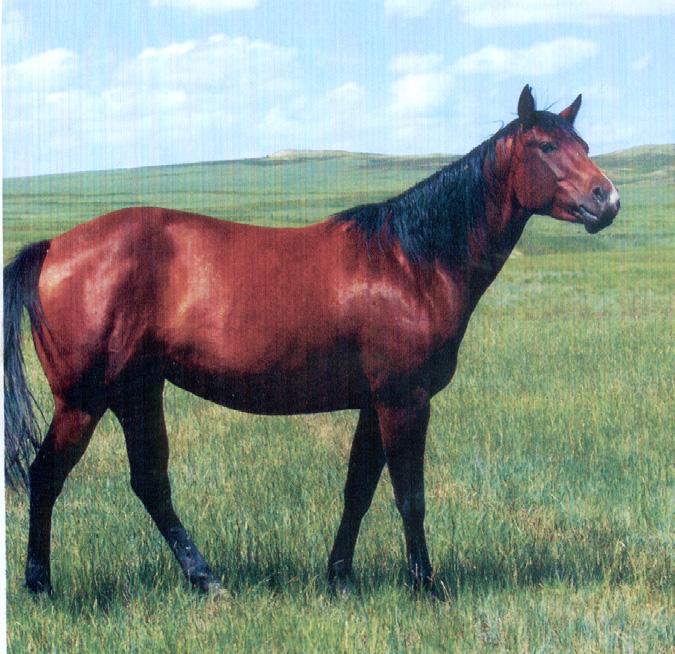 391 Consigned by WP Ranch, MT Peponitas Lil Chex 2003 Bay Mare (4363134) BRED TO HR DUNIT WITH SMOKE FILLY AT SIDE BY HR DUNIT WITH SMOKE King Poco Chex Peponita Shorty Bueno Chex Lite Kings Poco