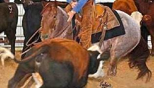She qualified for the NRCHA World Championship Show in the Non Pro Two Rein in 2 separate regions and the Youth Limited. She was also shown in 4H in Showmanship, Horsemanship, Bareback and Trail.