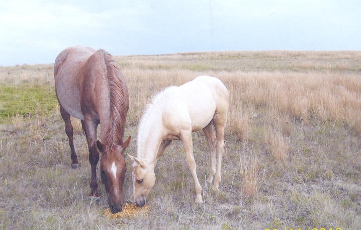 328 328 Consigned by WP Ranch, MT Cantina Queen 2007 Red Roan Mare (5007772) BRED TO HR DUNIT WITH SMOKE FILLY AT SIDE BY HR DUNIT WITH SMOKE Peptoboonsmal Royal Blue Boon Hes A Peptospoonful Miss