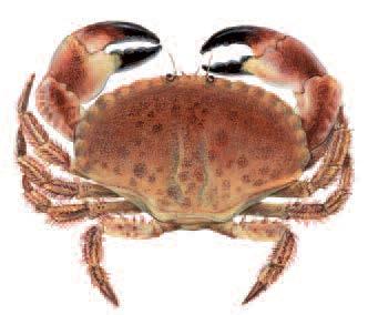 Responsible Sourcing Guide: crabs and lobsters Version 4 September 2013 BUYERS TOP TIPS Cancer pagurus Homarus gammarus IMAGES Scandinavian Fishing Year Book Numerous crab and lobster species are