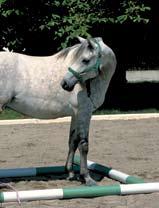 6 Why Train Your Horse Tricks?