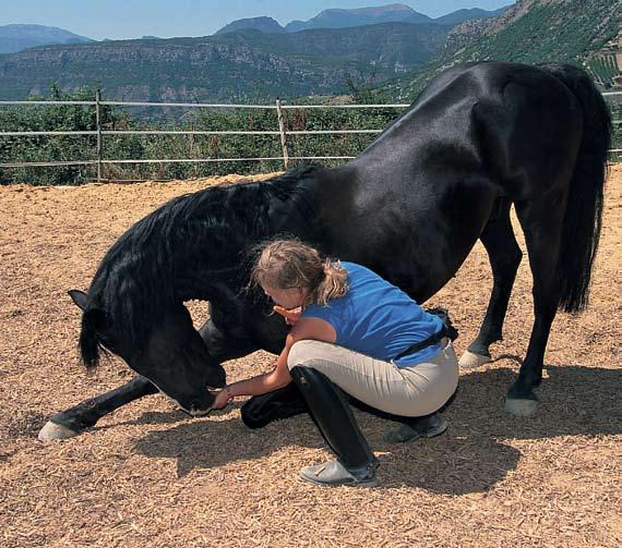 106 trick training for horses 8 You now want your horse to react to your hand on the point of his shoulder and lower himself when you press on it, while with the whip in the other hand, you keep his