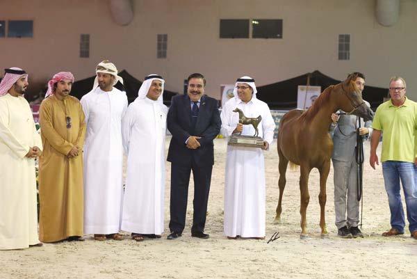 Owner: DUBAI ARABIAN HORSE STUD